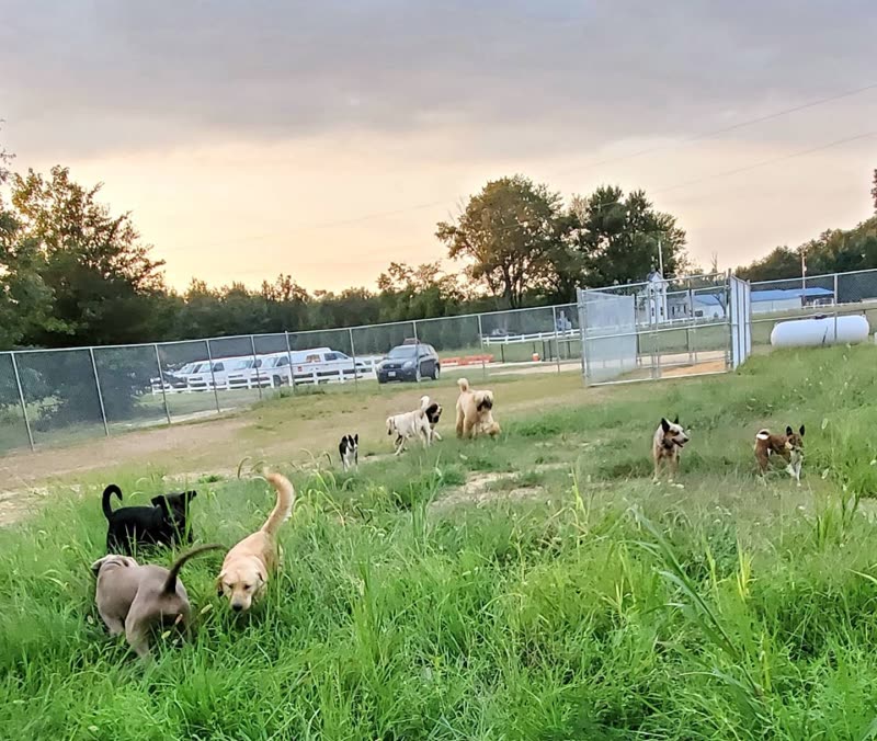 A pack of dogs of mixed sizes running and playing in a long-grass fenced field at golden hour