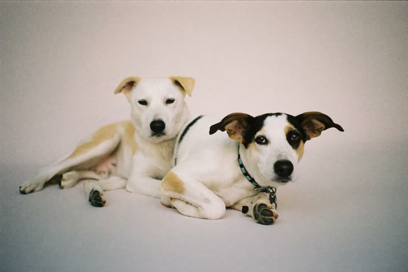 Two dogs resting side by side after exercise