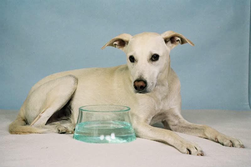 A dog settled on a blanket beside a water bowl