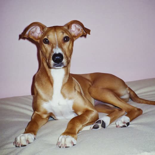 A dog settled and resting on a bed