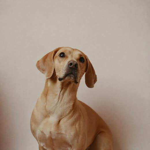 A dog sitting attentively, waiting for a cue