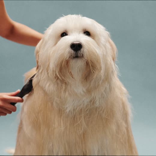 A freshly washed dog being brushed