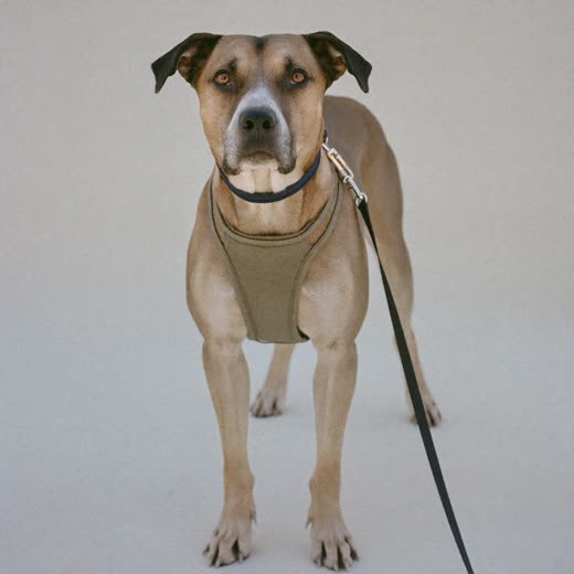 A dog in a harness and lead, ready for a walk